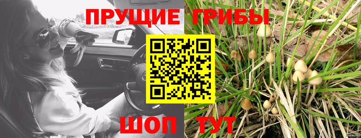 Псилоцибиновые грибы Psilocybe Касимов